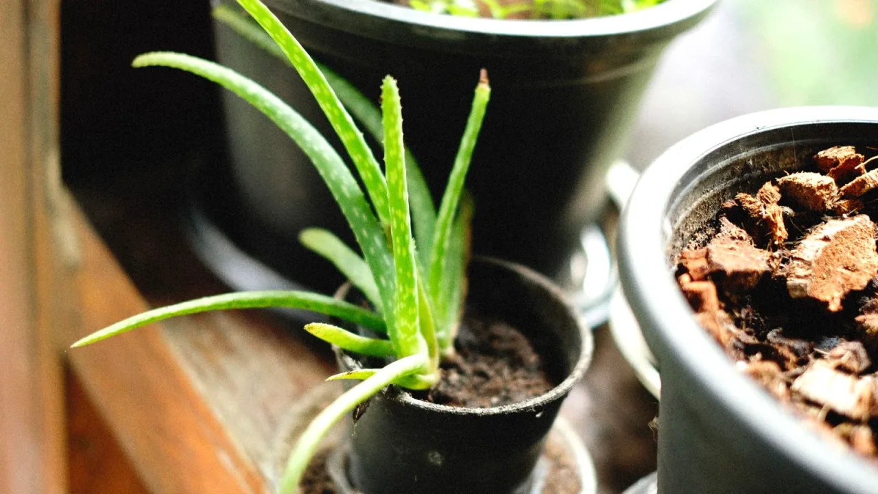 Pencere kenarında saksıda duran genç aloe vera bitkisi